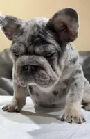 Kilo, a male French Bulldog for sale in Plano, IL – Photo 7 of 8