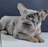 Kilo, a male French Bulldog for sale in Plano, IL – Photo 2 of 8