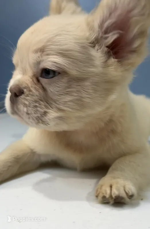 Milo – French Bulldog puppy for sale in Plano, IL