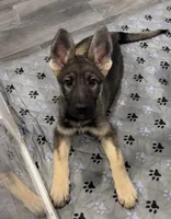 Stacy , a female German Shepherd Dog for sale in Plano, IL – 3 of 3