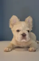 Herbert, a male French Bulldog for sale in Plano, IL – 3 of 5
