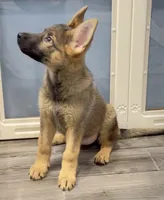 Betty, a female German Shepherd Dog for sale in Plano, IL – 3 of 3