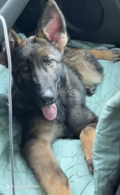 Jazmine  – German Shepherd Dog puppy for sale in Plano, IL