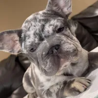 Diamond, a female French Bulldog for sale in Plano, IL – Photo 2 of 2