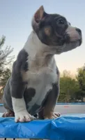 Smalls, a male American Bully for sale in Plano, IL – Photo 3 of 6