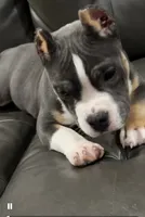 Smalls, a male American Bully for sale in Plano, IL – Photo 2 of 6