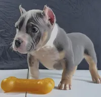 Smalls, a male American Bully for sale in Plano, IL – Photo 6 of 6