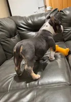 Smalls, a male American Bully for sale in Plano, IL – Photo 1 of 6