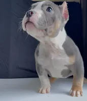 Smalls, a male American Bully for sale in Plano, IL – Photo 5 of 6