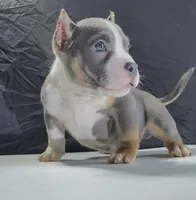 Smalls, a male American Bully for sale in Plano, IL – Photo 4 of 6