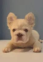Herbert, a male French Bulldog for sale in Plano, IL – 2 of 5