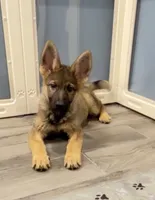 Betty, a female German Shepherd Dog for sale in Plano, IL – 2 of 3