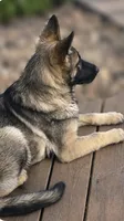 Apollo , a male German Shepherd Dog for sale in Plano, IL – 2 of 2