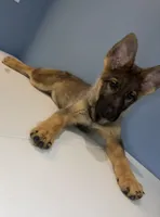 Bella, a female German Shepherd Dog for sale in Plano, IL – 4 of 4