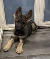 Stacy , a female German Shepherd Dog for sale in Plano, IL – 2 of 3
