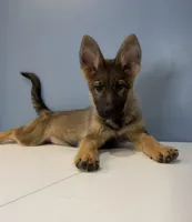 Bella, a female German Shepherd Dog for sale in Plano, IL – 2 of 4