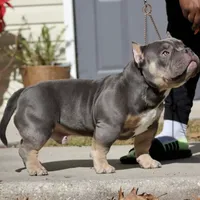 Blue tri colors, a male American Bully for sale in Plano, IL – Photo 2 of 5