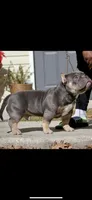 Blue tri colors, a male American Bully for sale in Plano, IL – Photo 2 of 5