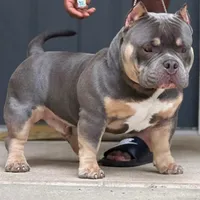 Blue tri colors, a male American Bully for sale in Plano, IL – Photo 1 of 5