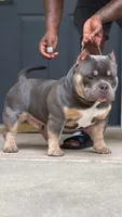 Blue tri colors, a male American Bully for sale in Plano, IL – Photo 1 of 5