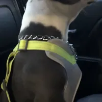 Blue tri colors, a male American Bully for sale in Plano, IL – Photo 4 of 5