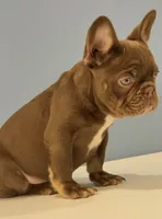 Knuckles , a male French Bulldog for sale in Plano, IL – 7 of 8