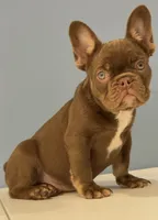 Knuckles , a male French Bulldog for sale in Plano, IL – 3 of 8