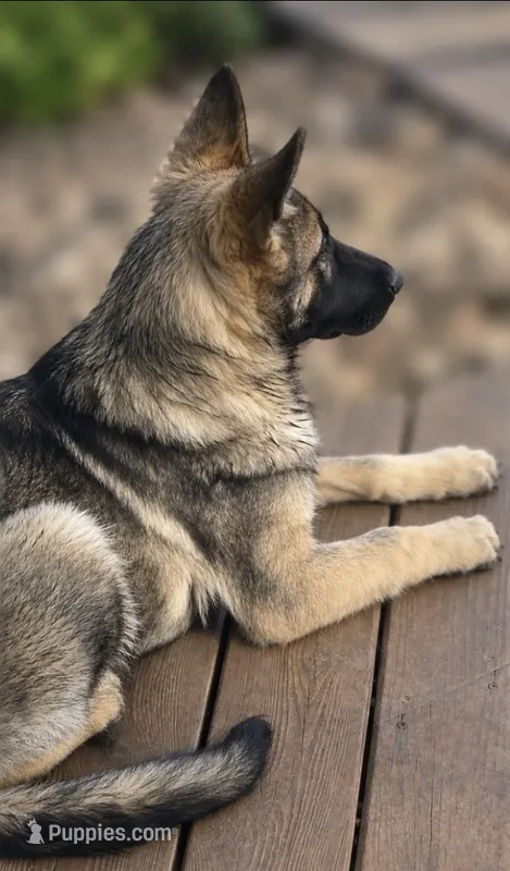 Apollo  – German Shepherd Dog puppy for sale in Plano, IL