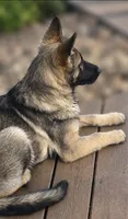 Apollo , a male German Shepherd Dog for sale in Plano, IL – 1 of 2