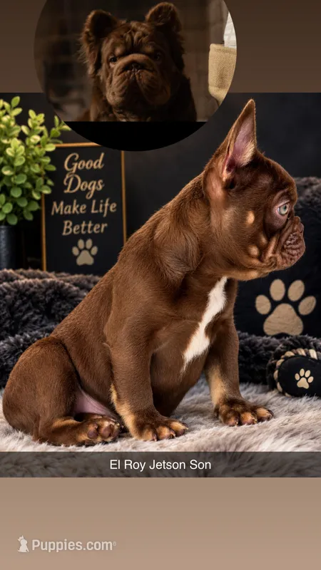 Knuckles  – French Bulldog puppy for sale in Plano, IL