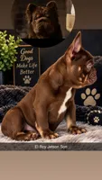 Knuckles , a male French Bulldog for sale in Plano, IL – 1 of 8