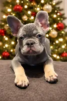Max, a male French Bulldog for sale in Plano, IL – Photo 1 of 3