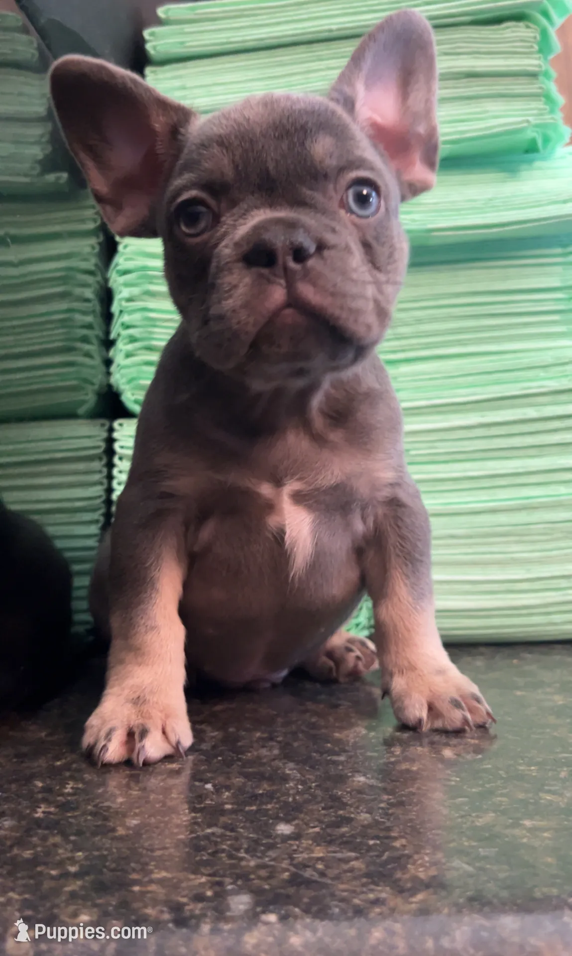 Max, a male French Bulldog for sale in Plano, IL – Photo 2 of 3