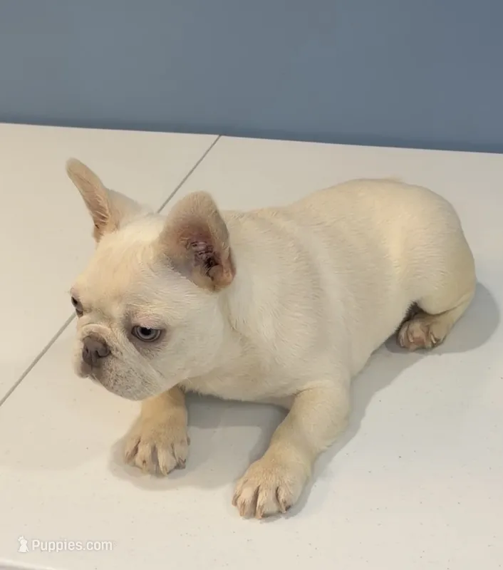 Max – French Bulldog puppy for sale in Plano, IL