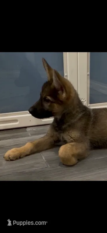 Jazmine  – German Shepherd Dog puppy for sale in Plano, IL