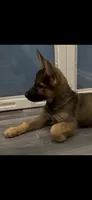 Jazmine , a female German Shepherd Dog for sale in Plano, IL – 1 of 3