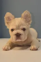 Herbert, a male French Bulldog for sale in Plano, IL – 1 of 5