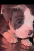 Smiles, a female American Bully for sale in Plano, IL – Photo 4 of 7