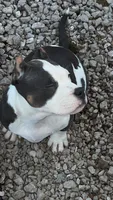 Smiles, a female American Bully for sale in Plano, IL – Photo 3 of 7