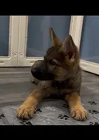 Jazmine , a female German Shepherd Dog for sale in Plano, IL – 3 of 3
