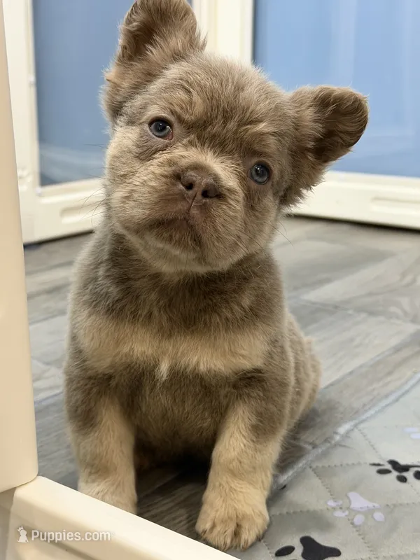 Brownie – French Bulldog puppy for sale in Plano, IL