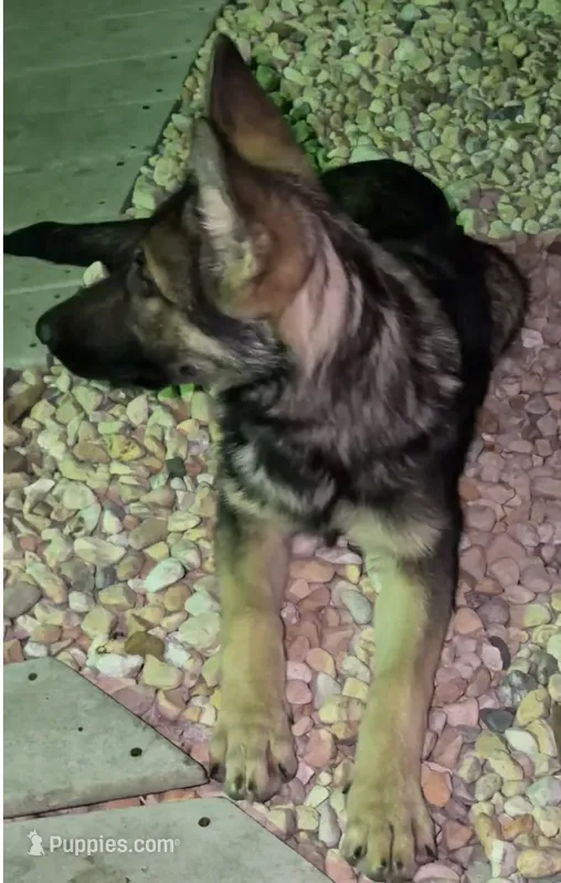 Maya – German Shepherd Dog puppy for sale in Plano, IL