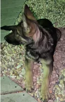 Maya, a female German Shepherd Dog for sale in Plano, IL – 1 of 2