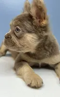 Brownie, a male French Bulldog for sale in Plano, IL – 2 of 4