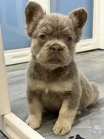 Brownie, a male French Bulldog for sale in Plano, IL – 3 of 4