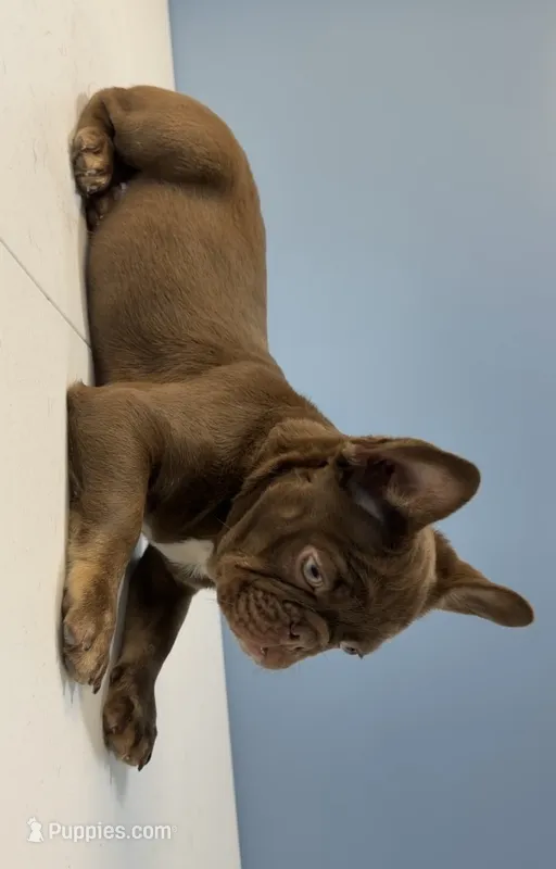 Knuckles  – French Bulldog puppy for sale in Plano, IL