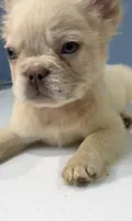 Milo, a male French Bulldog for sale in Plano, IL – 2 of 4