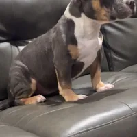 Maya, a female American Bully for sale in Plano, IL – Photo 3 of 4