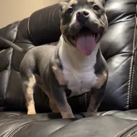 Maya, a female American Bully for sale in Plano, IL – Photo 2 of 4