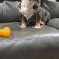 Maya, a female American Bully for sale in Plano, IL – Photo 4 of 4